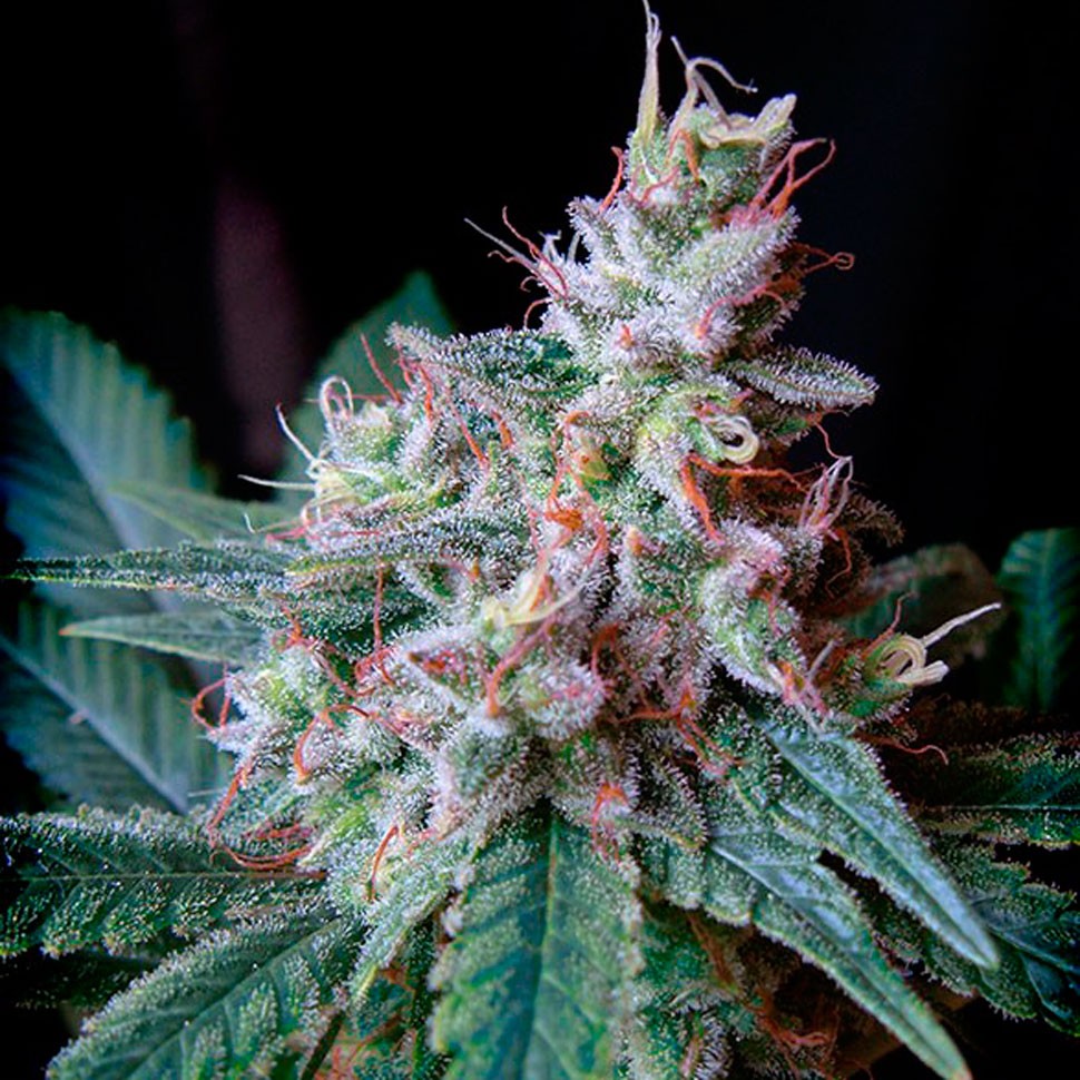 Семена марихуаны  Cream Caramel feminised Fast Version Ganja Seeds