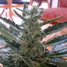 Auto Moby Dick feminised Ganja Seeds купить