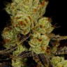 L.A. Confidential feminised Ganja Seeds