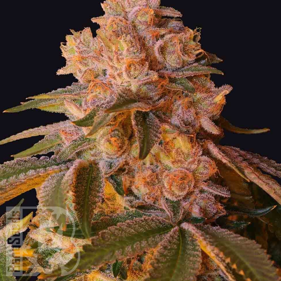 L.A. Confidential feminised Ganja Seeds