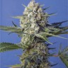 семена конопли прорасти Crystal Candy feminised Ganja Seeds Fast Version
