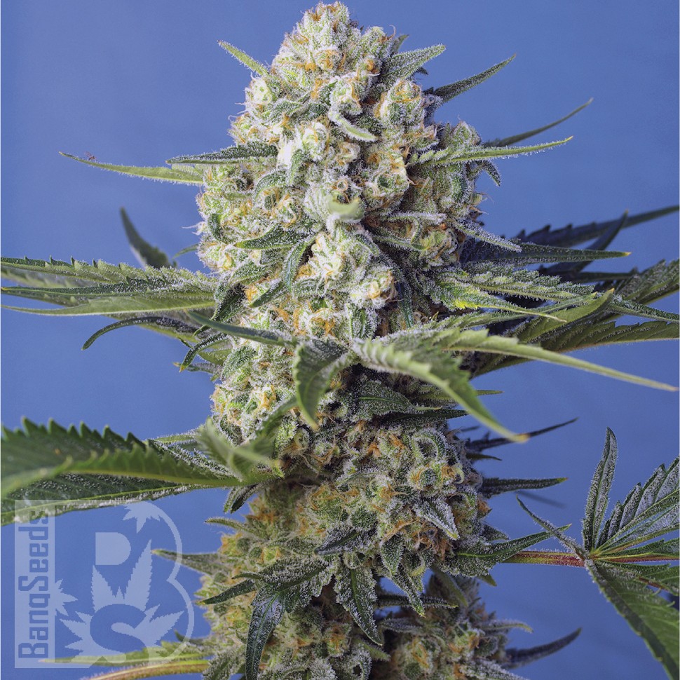Семена марихуаны  Crystal Candy feminised Ganja Seeds Fast Version