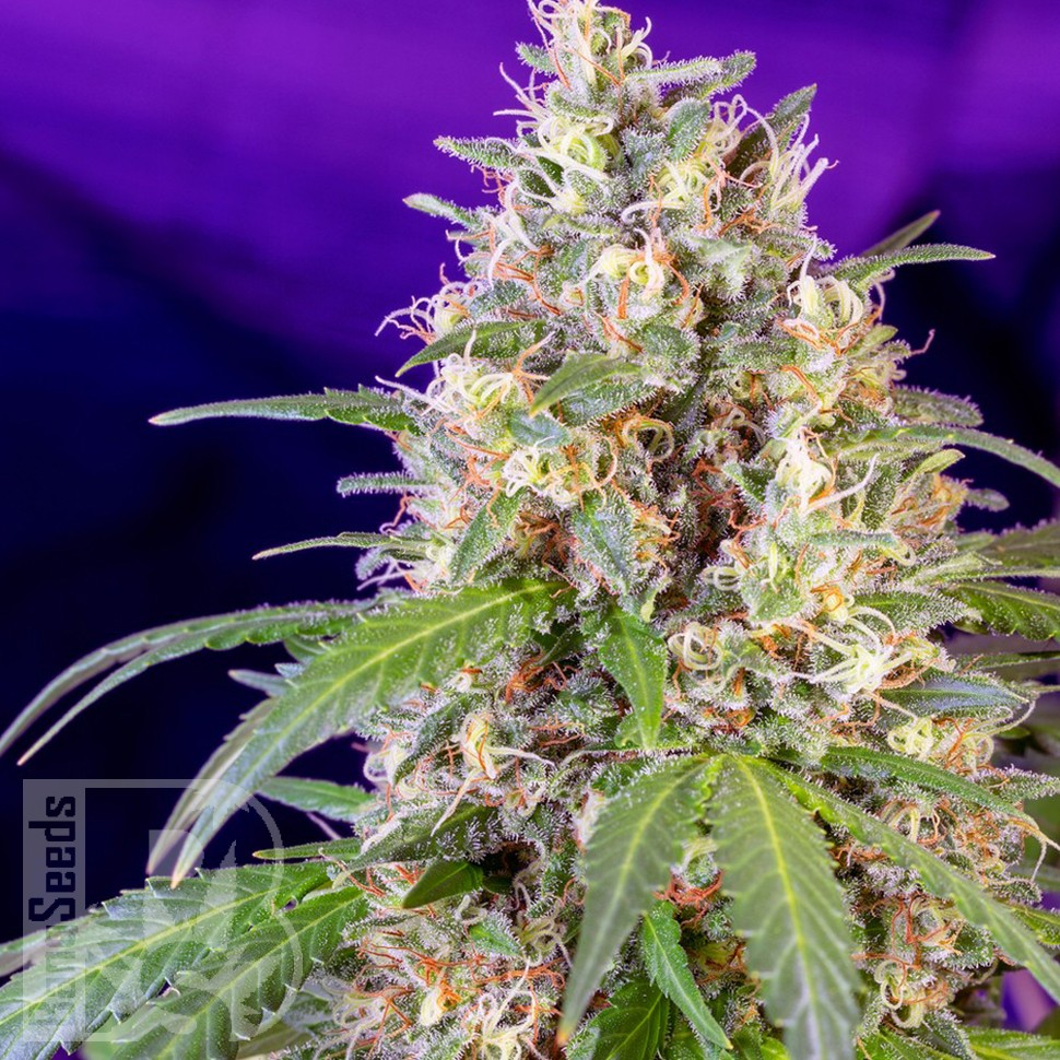 семена конопли пищевые Crystal Candy feminised Ganja Seeds Fast Version