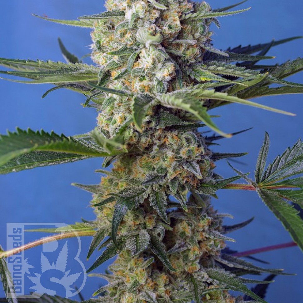 семена конопли курьером Crystal Candy feminised Ganja Seeds Fast Version