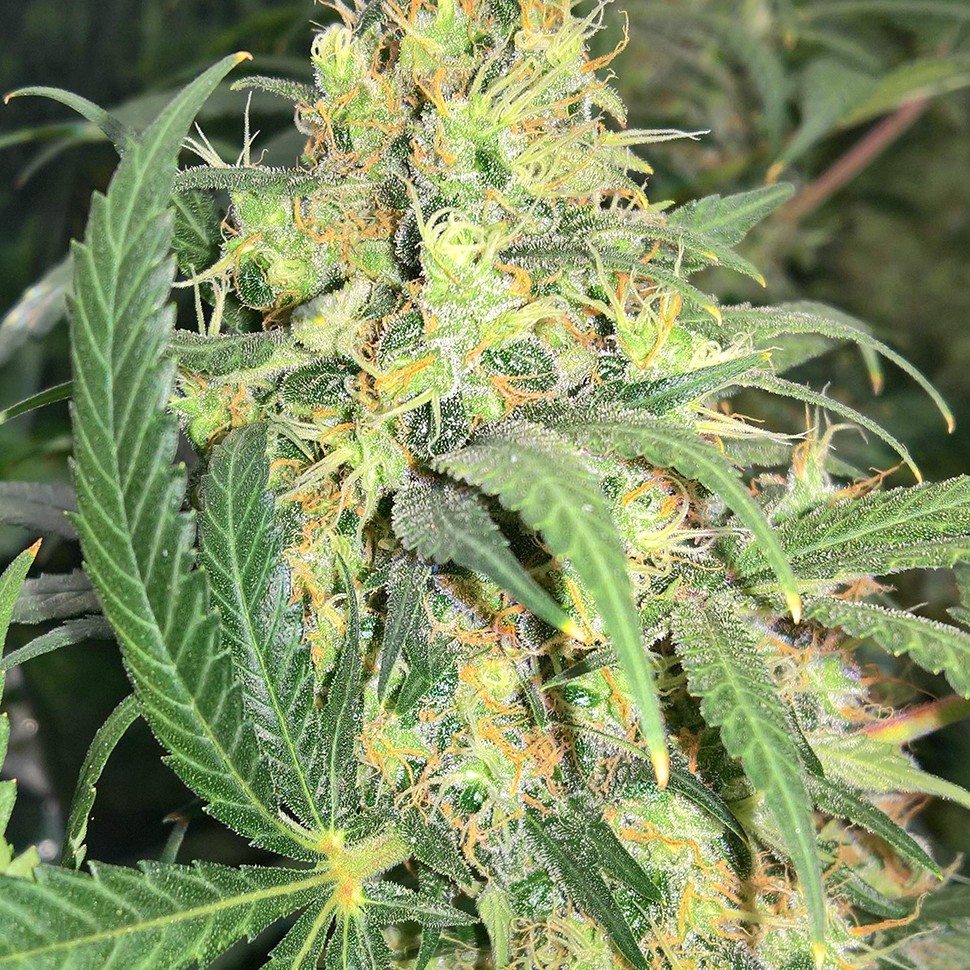 Семена марихуаны  Super Skunk feminised Ganja Seeds