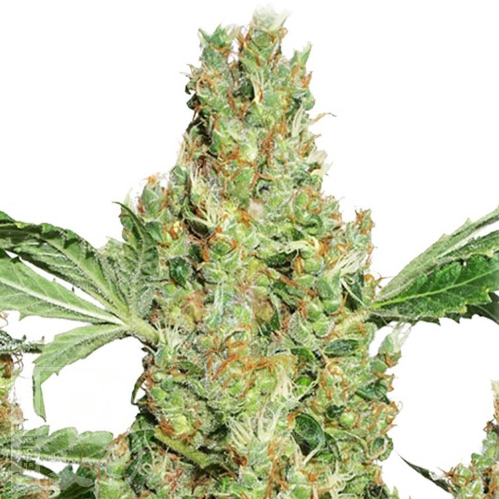 Семена марихуаны  Super Skunk feminised Ganja Seeds