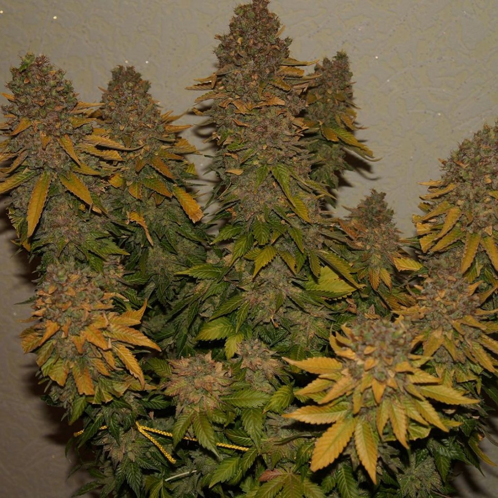 Семена ганжа  G13 feminised Ganja Seeds