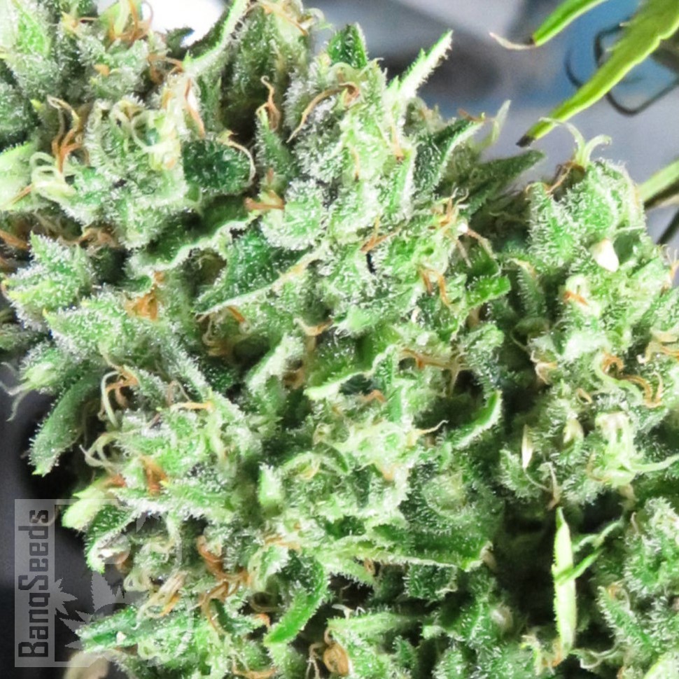Семена марихуаны  Point Of No Return x AK-47 (Powerful) regular Ganja Seeds