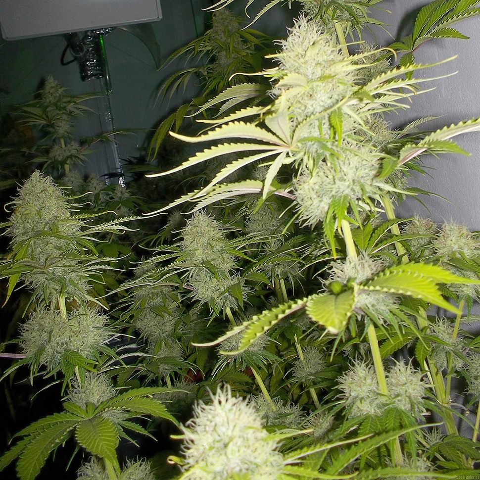 Семена конопли  Auto Kaindy feminised Bang Seeds