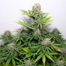 Семена конопли  Auto Kaindy feminised Bang Seeds