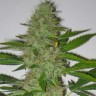 Семена конопли  Auto Kaindy feminised Bang Seeds