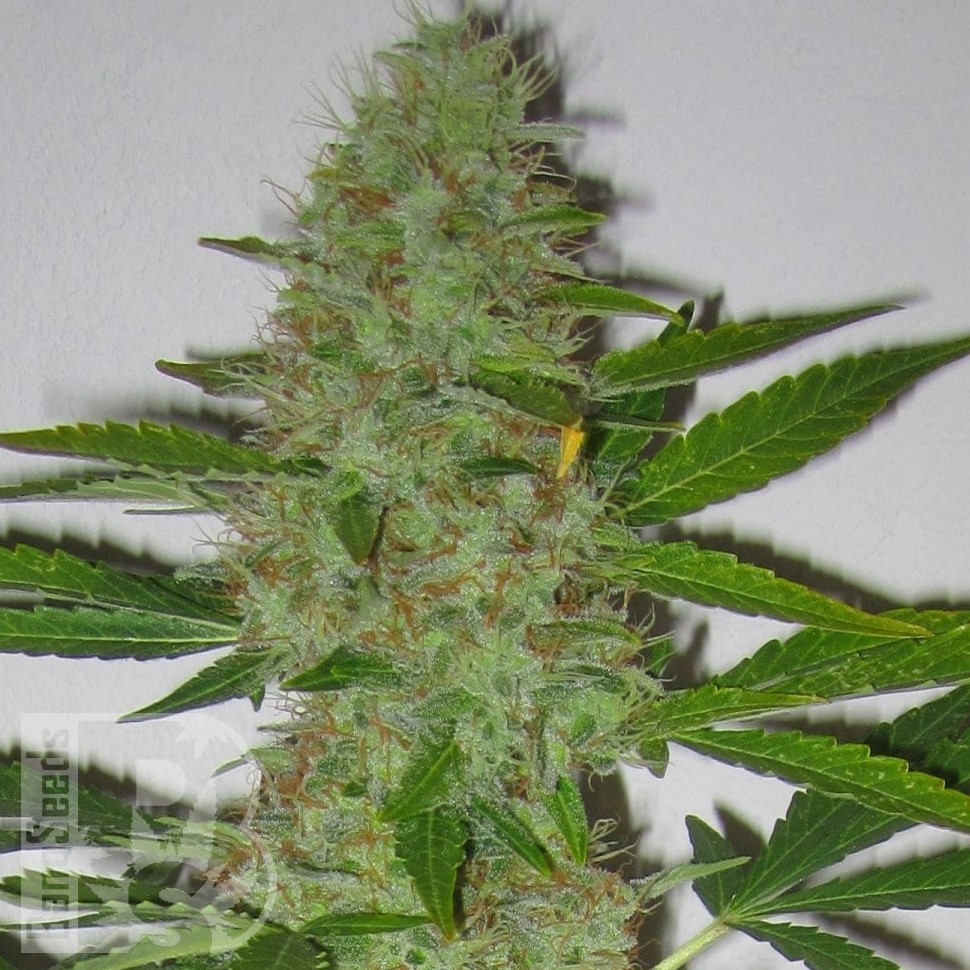 Семена конопли  Auto Kaindy feminised Bang Seeds