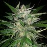 Семена Auto Moscow feminised Ganja Seeds
