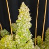 Семена каннабиса  Auto Moscow feminised Ganja Seeds
