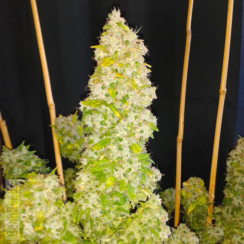 Семена каннабиса  Auto Moscow feminised Ganja Seeds