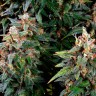 Auto Watermelon Zkittlez feminised Ganja Seeds