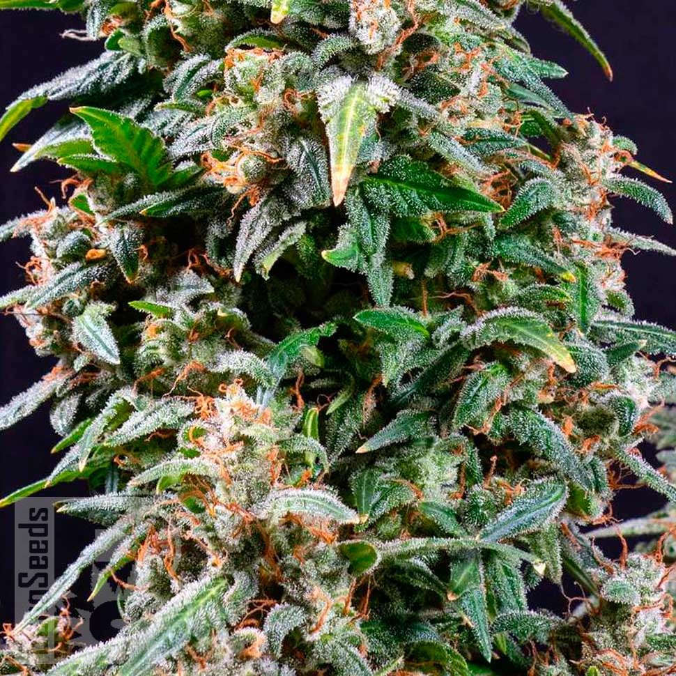 Auto Watermelon Zkittlez feminised Ganja Seeds