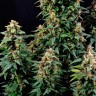 Auto Watermelon Zkittlez feminised Ganja Seeds