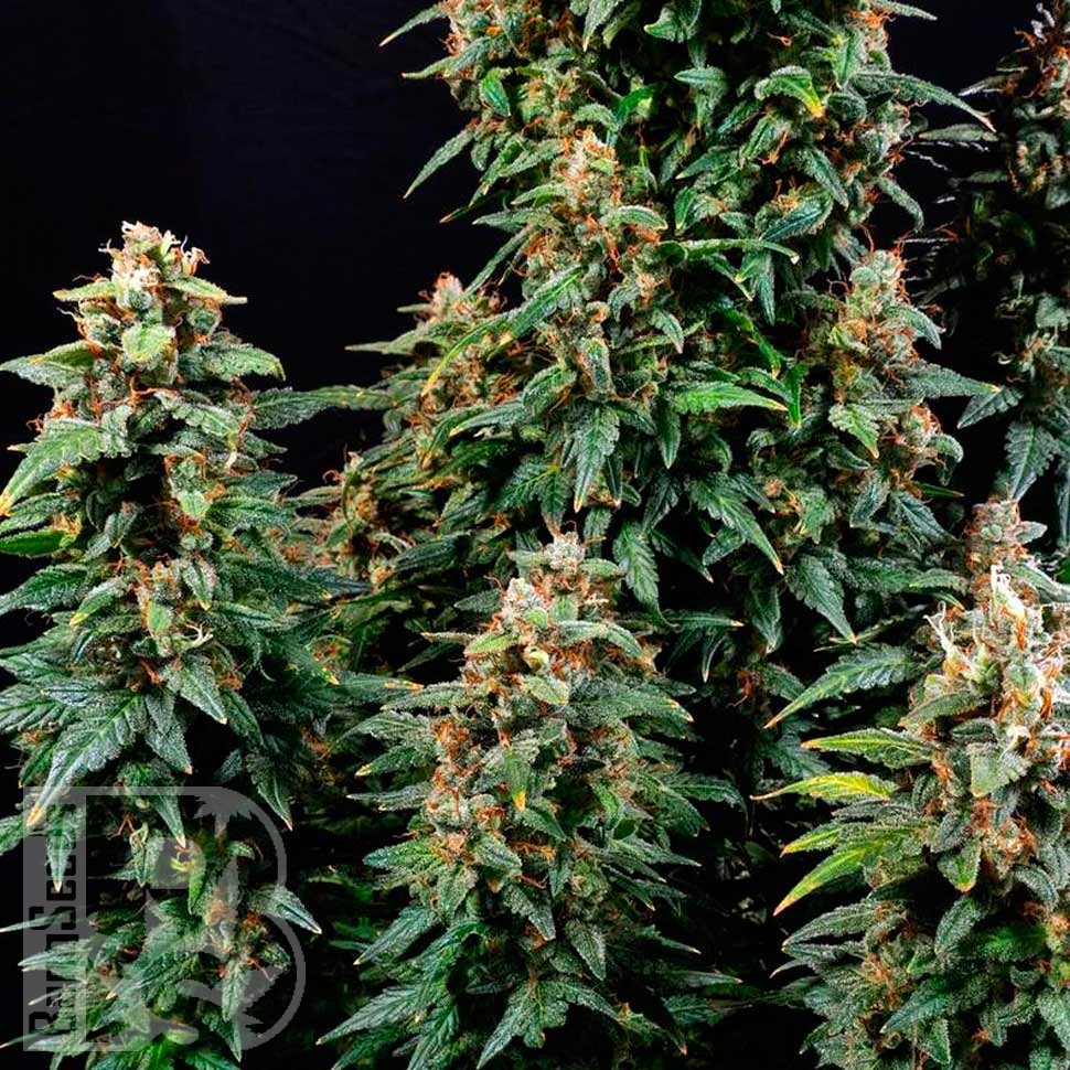 Auto Watermelon Zkittlez feminised Ganja Seeds