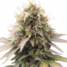 Семена  Auto Sweet Cheese feminised Ganja Seeds