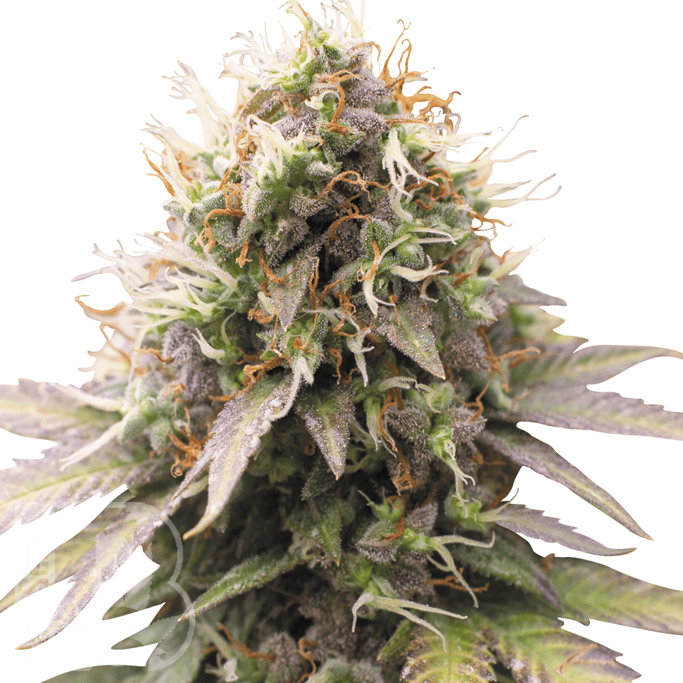 Семена  Auto Sweet Cheese feminised Ganja Seeds