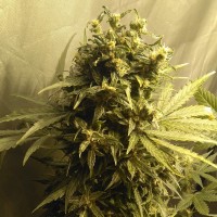Point of No Return x Lowryder (Point) regular Ganja Seeds