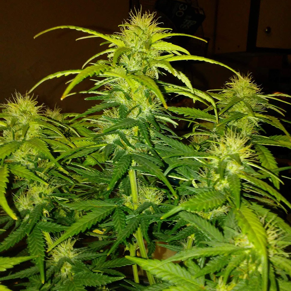 Семена  White Widow CBD feminised Ganja Seeds