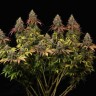 Семена  White Widow CBD feminised Ganja Seeds