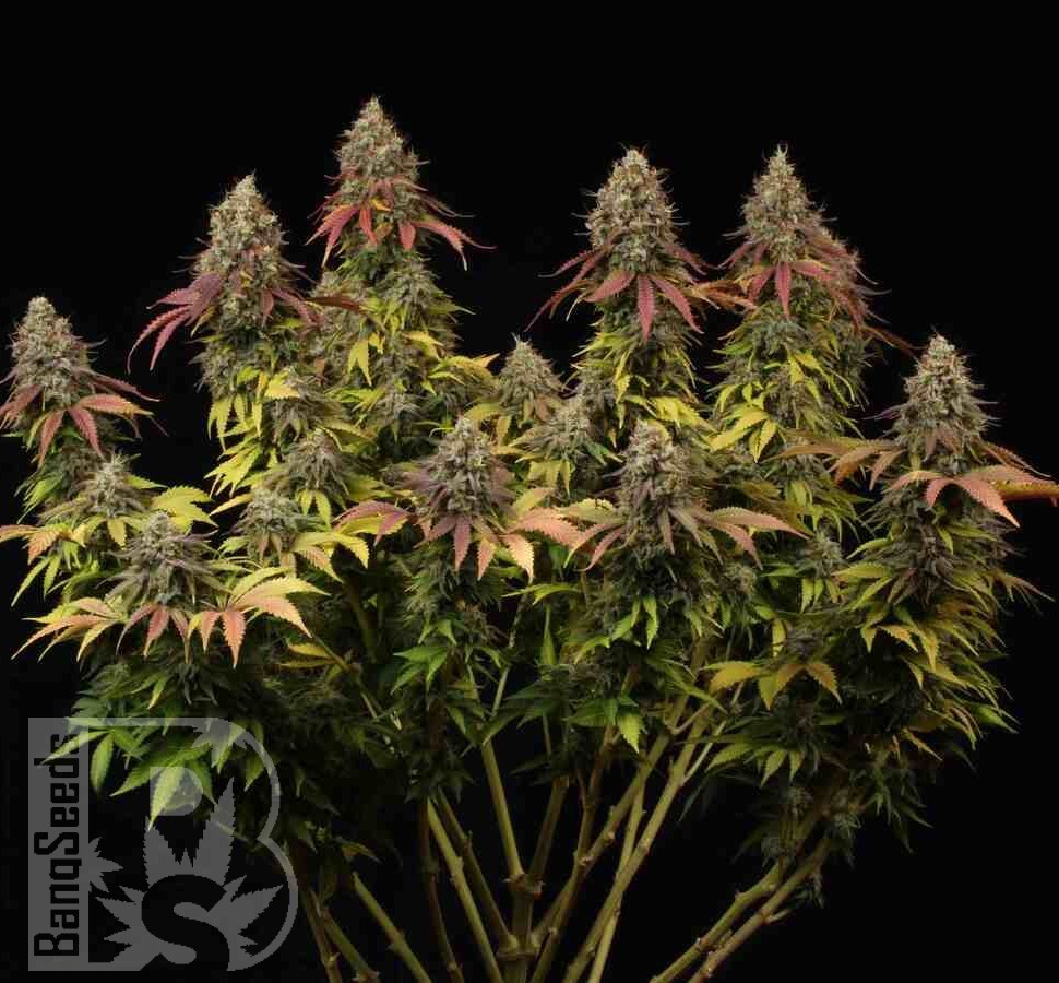 Семена  White Widow CBD feminised Ganja Seeds