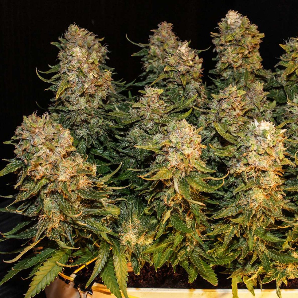 Семена ганжа  Auto Karatal feminised Bang Seeds