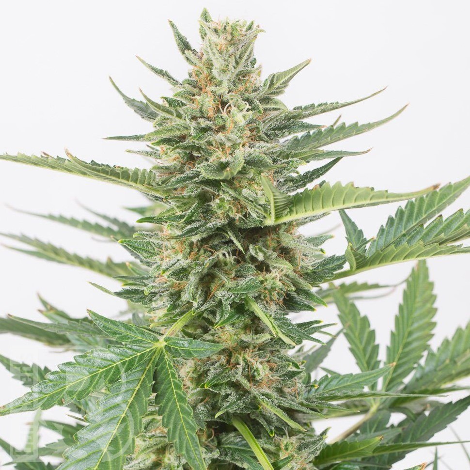Семена ганжа  Auto Karatal feminised Bang Seeds
