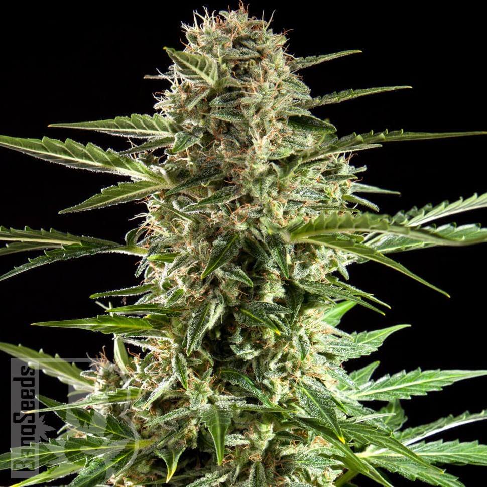 Семена ганжа  Auto Karatal feminised Bang Seeds