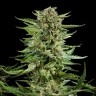 Семена ганжа  Auto Karatal feminised Bang Seeds