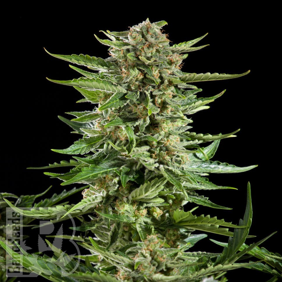 Семена ганжа  Auto Karatal feminised Bang Seeds
