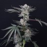 Семена каннабиса  Euforia feminised Ganja Seeds