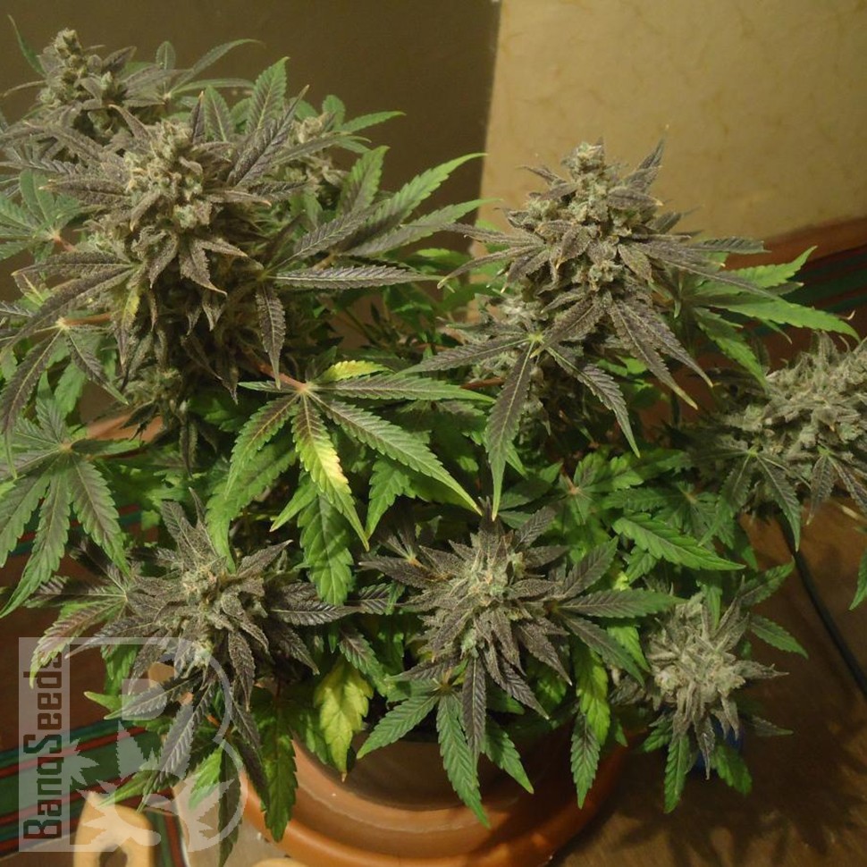 Семена ганжа  Auto New York City feminised Ganja Seeds