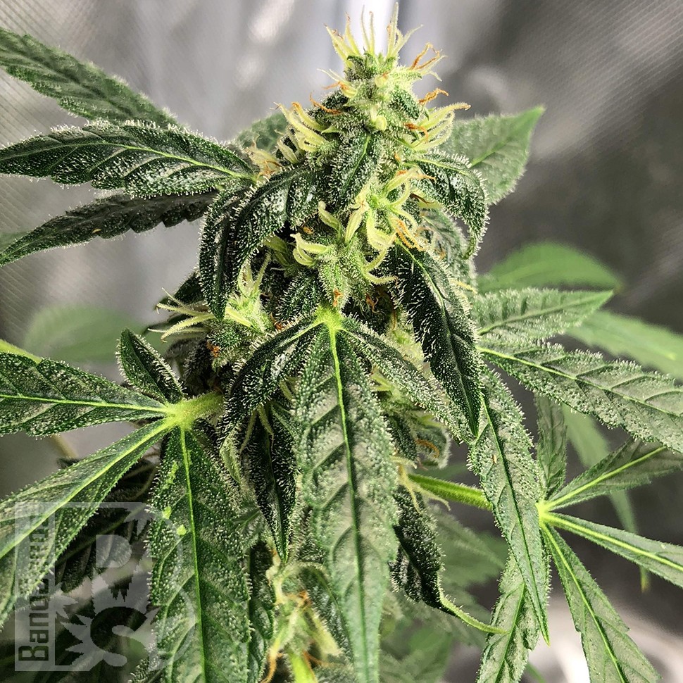 семена конопли для выращивания Auto New York City feminised