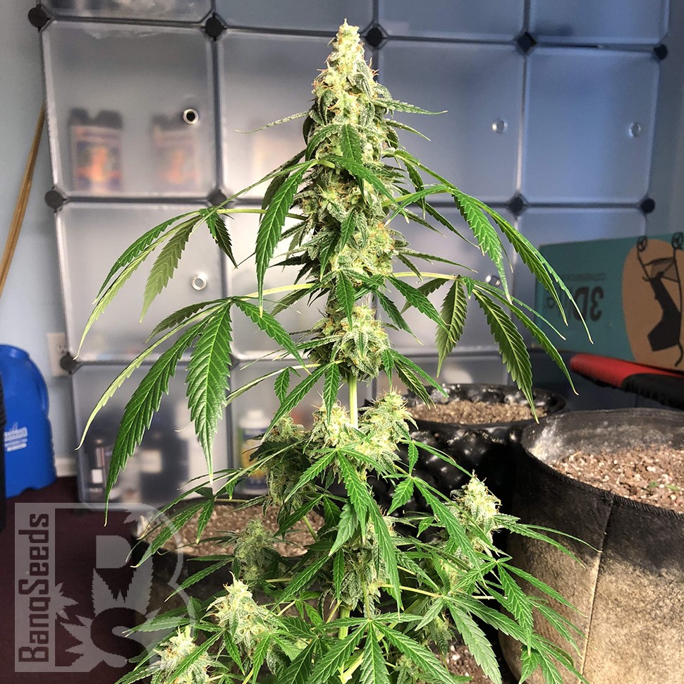 семена конопли скороспелый купить Auto New York City feminised