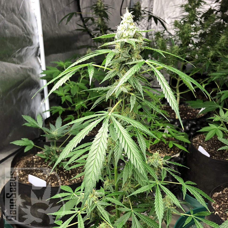 семена конопли для курения Auto New York City feminised