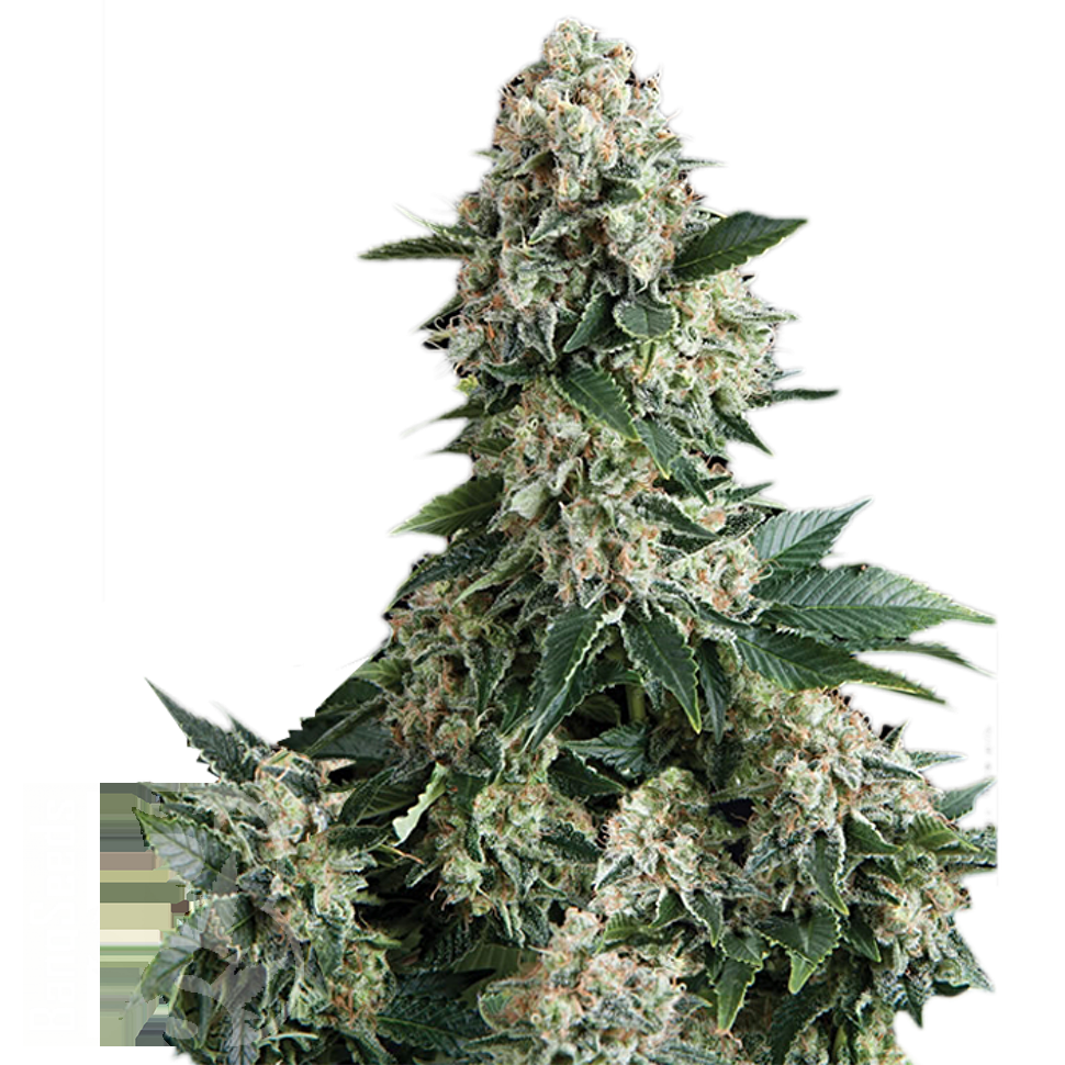 семена конопли в фирменной упаковке Auto New York City feminised