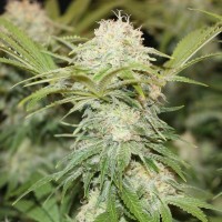 Critical + feminised Ganja Seeds