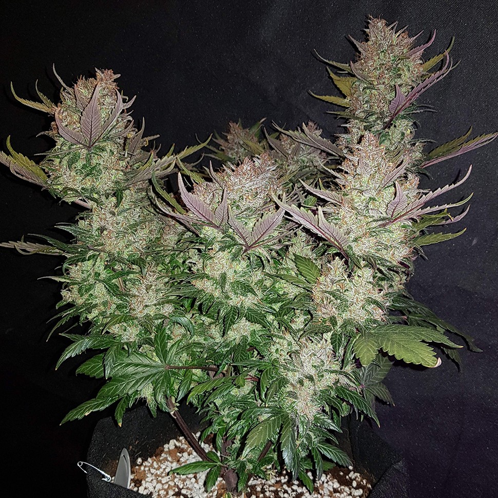 Семена каннабиса  Auto Dark Devil regular Ganja Seeds
