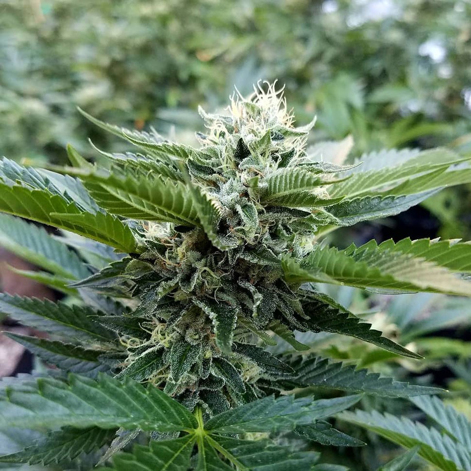 Семена конопли  Chemdog regular Ganja Seeds