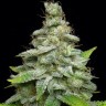Семена конопли  Chemdog regular Ganja Seeds