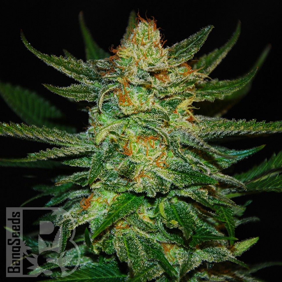 Семена конопли  Auto Destroyer feminised Ganja Seeds