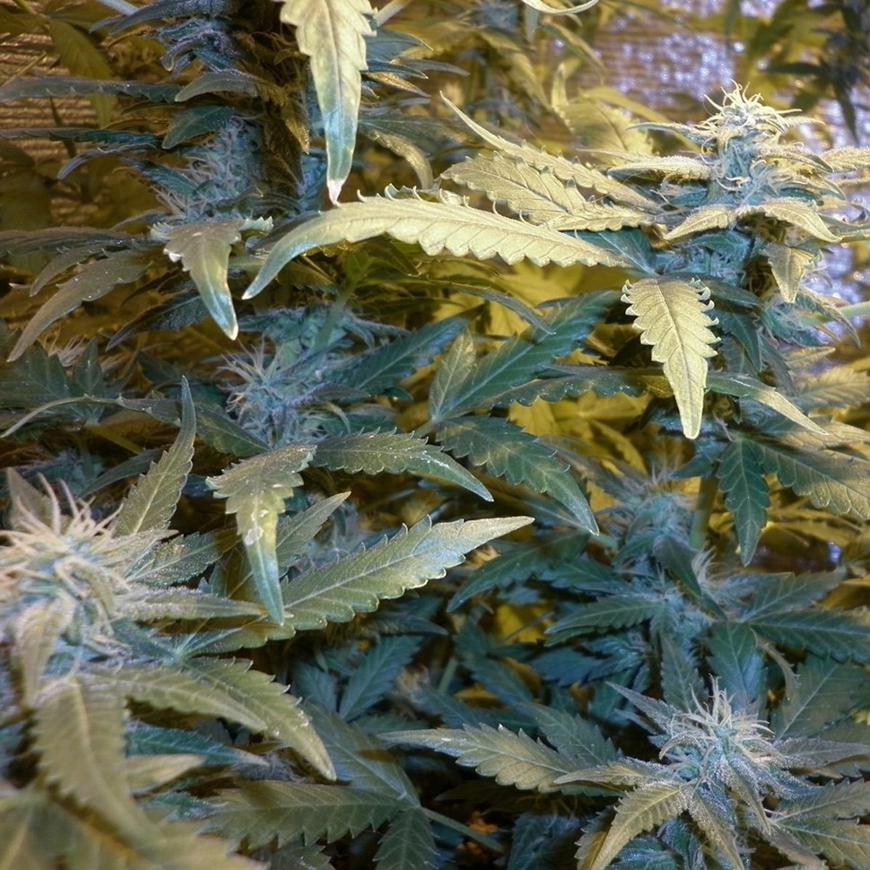 семена конопли цена Auto Kul-Sey feminised