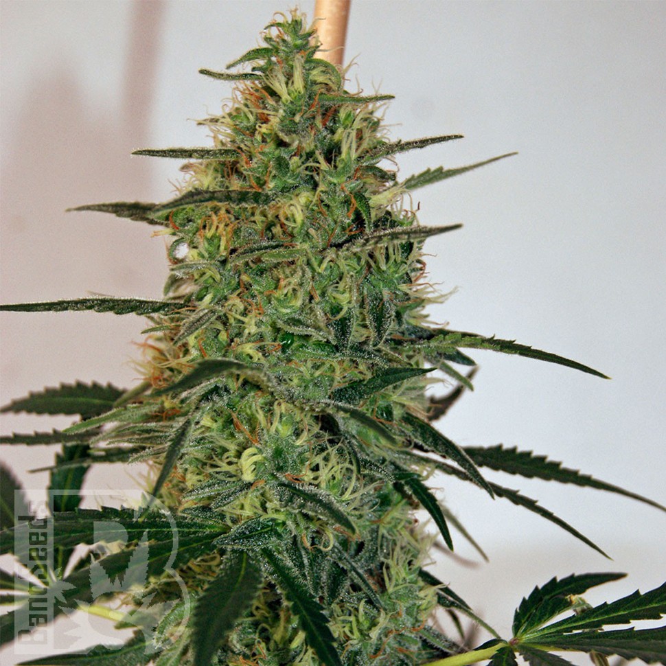 Lemon Skunk CBD feminised Ganja Seeds