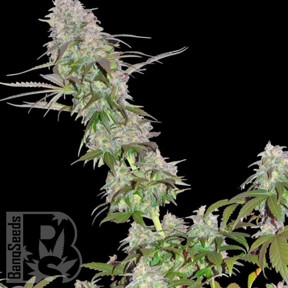 Lemon Skunk CBD feminised Ganja Seeds