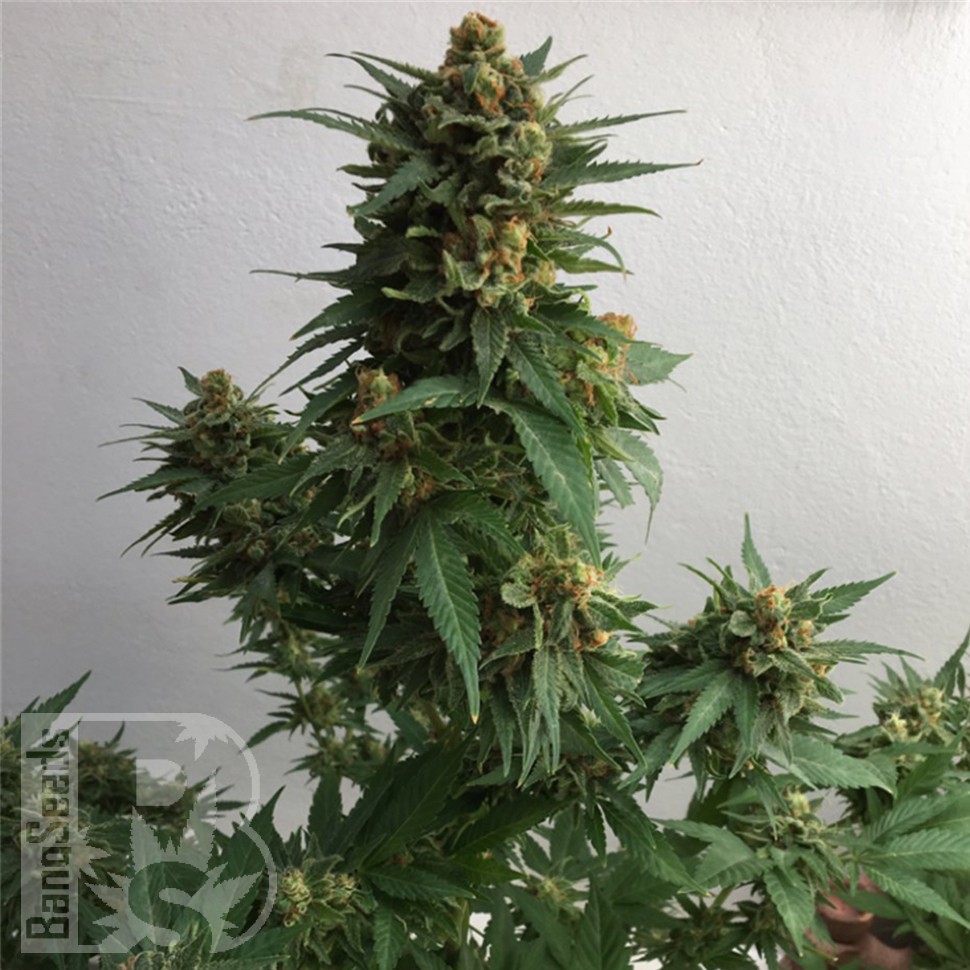 Семена конопли  Sweet Cheese feminised Ganja Seeds