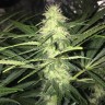купить семена конопли оптом Sweet Cheese feminised Ganja Seeds